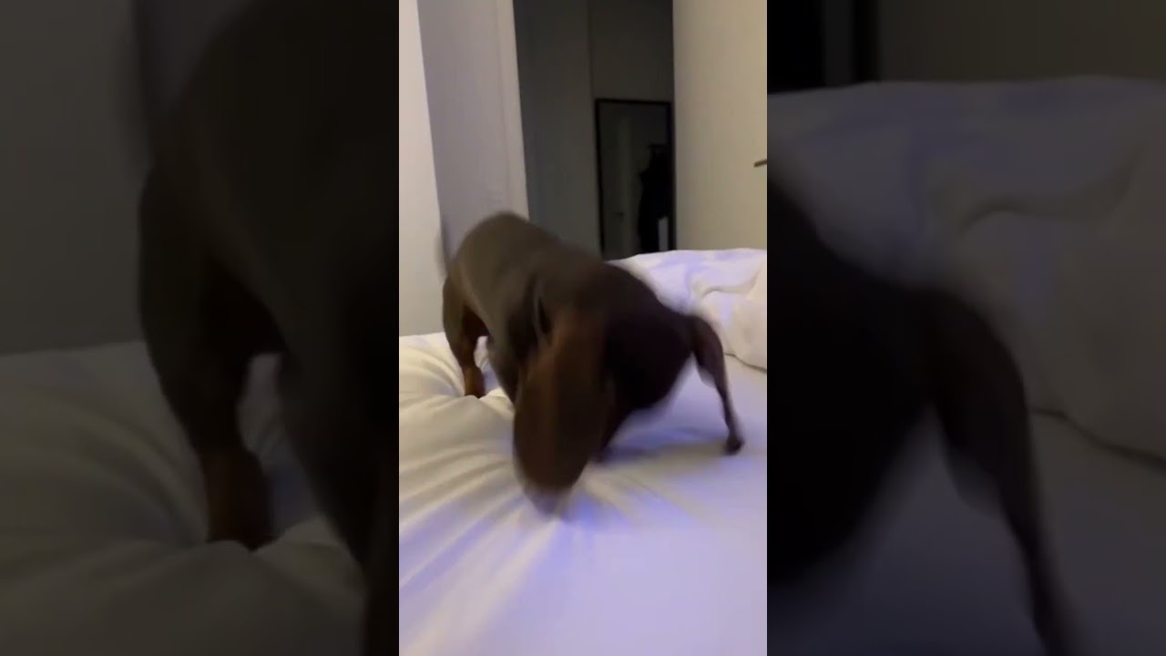 Just lose it #funnydog #dog #pets #funny #dogs #puppy #dogshorts #shorts #funnyanimals #animals
