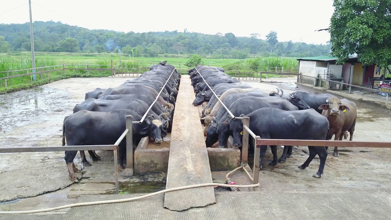 MIG FARM