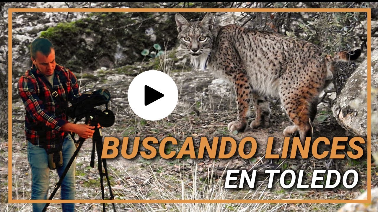 Buscando LINCES en TOLEDO |#3| Fauna Manchega