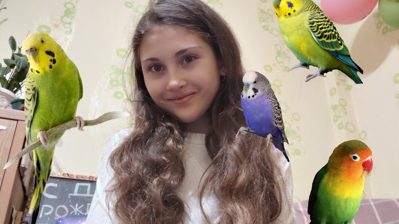Советы перед тем как завести волнистые попугайчика 🦜