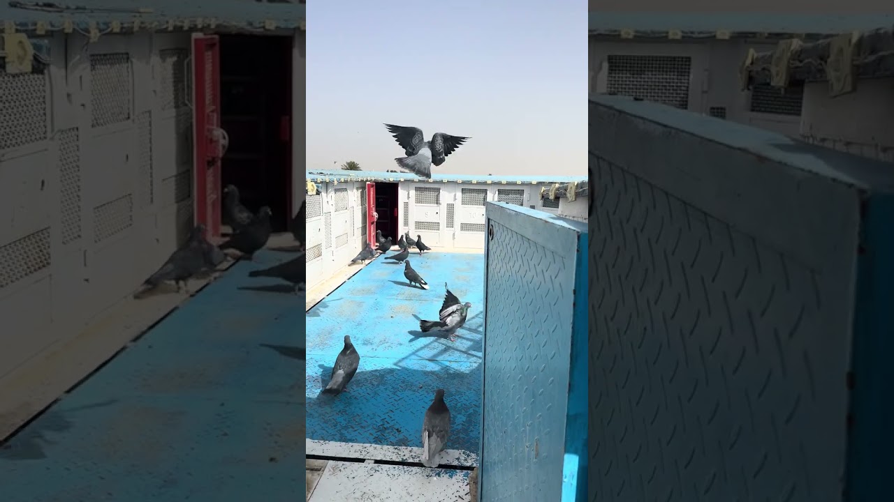 ٢٩ يناير، ٢٠٢٦
