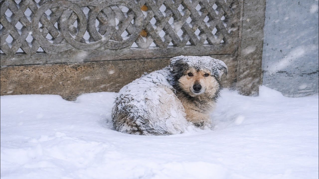 Собака медленно замерзала у чьей-то калитки&hellip; Пока не случилось вот это.