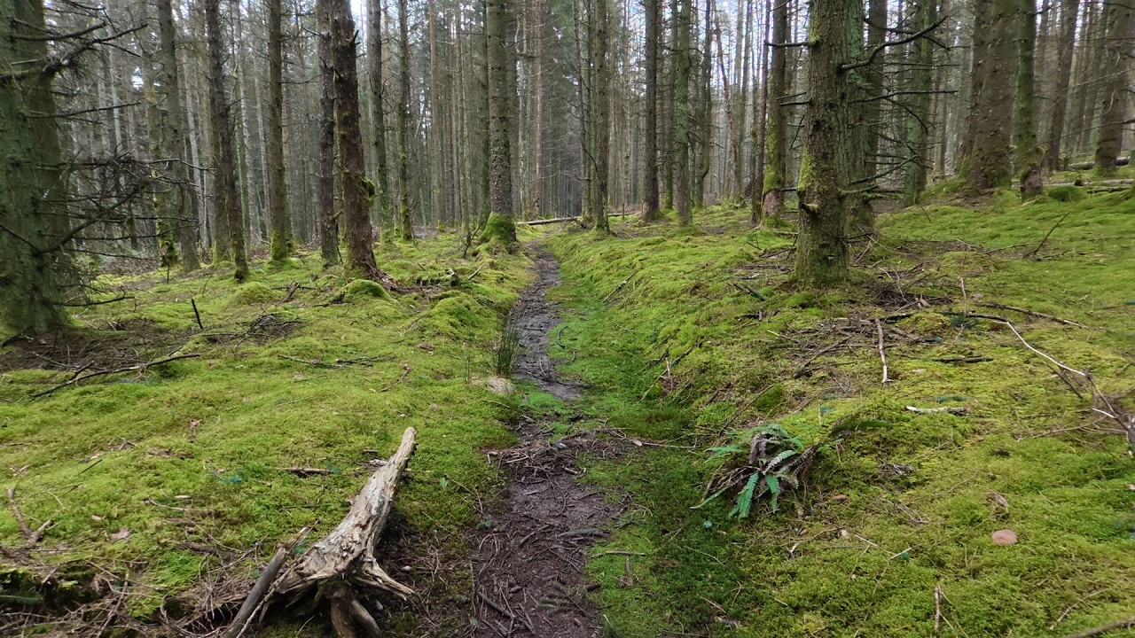 Wanderings in Archallagan Plantation, Isle of Man