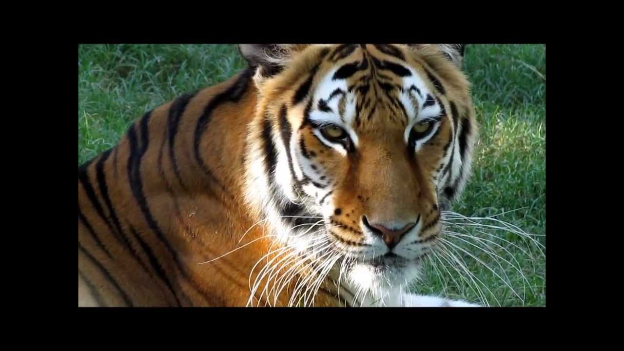 Siberian tigers, Roy, Kim and Claire