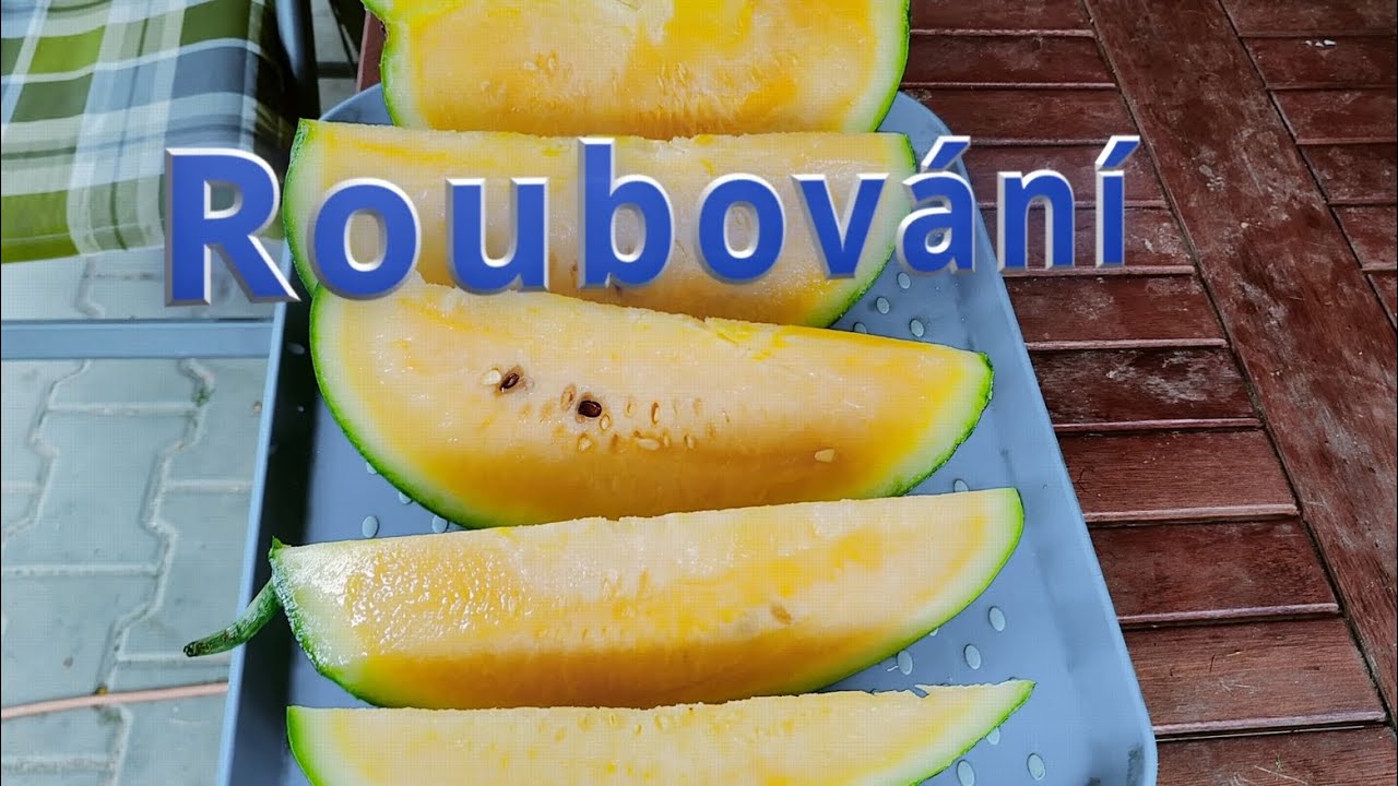 ROUBOVÁNÍ MELOUNŮ 🍉 Proč to Dělat? Nejlepší Podnož a Technika! 🛠️ Velké Melouny