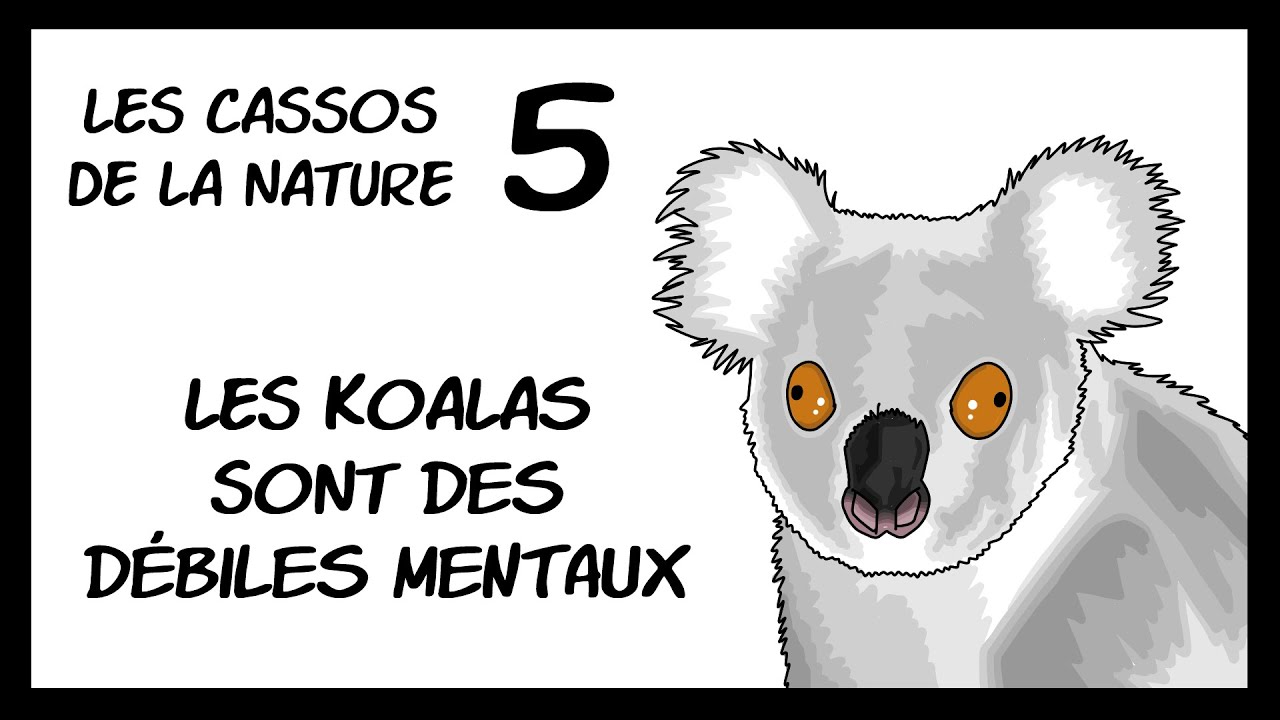 Les cassos de la nature 5 - les koalas