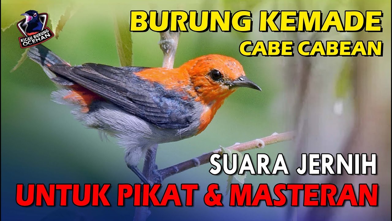 Burung KEMADE (CABE CABEAN) Gacor suara jernih cocok Untuk Masteran dan Pikat