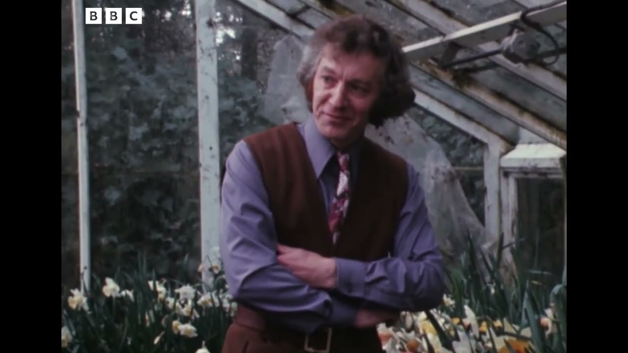 Daffodil breeding (unintentional ASMR)