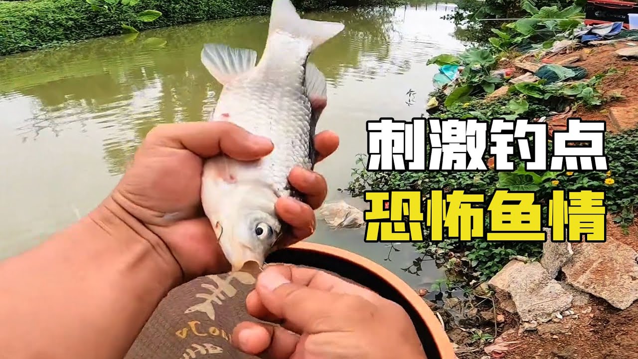 野釣史上最刺激的釣位，開局土鯽瘋狂上鉤，魚情激烈到比菜市場買魚都順利