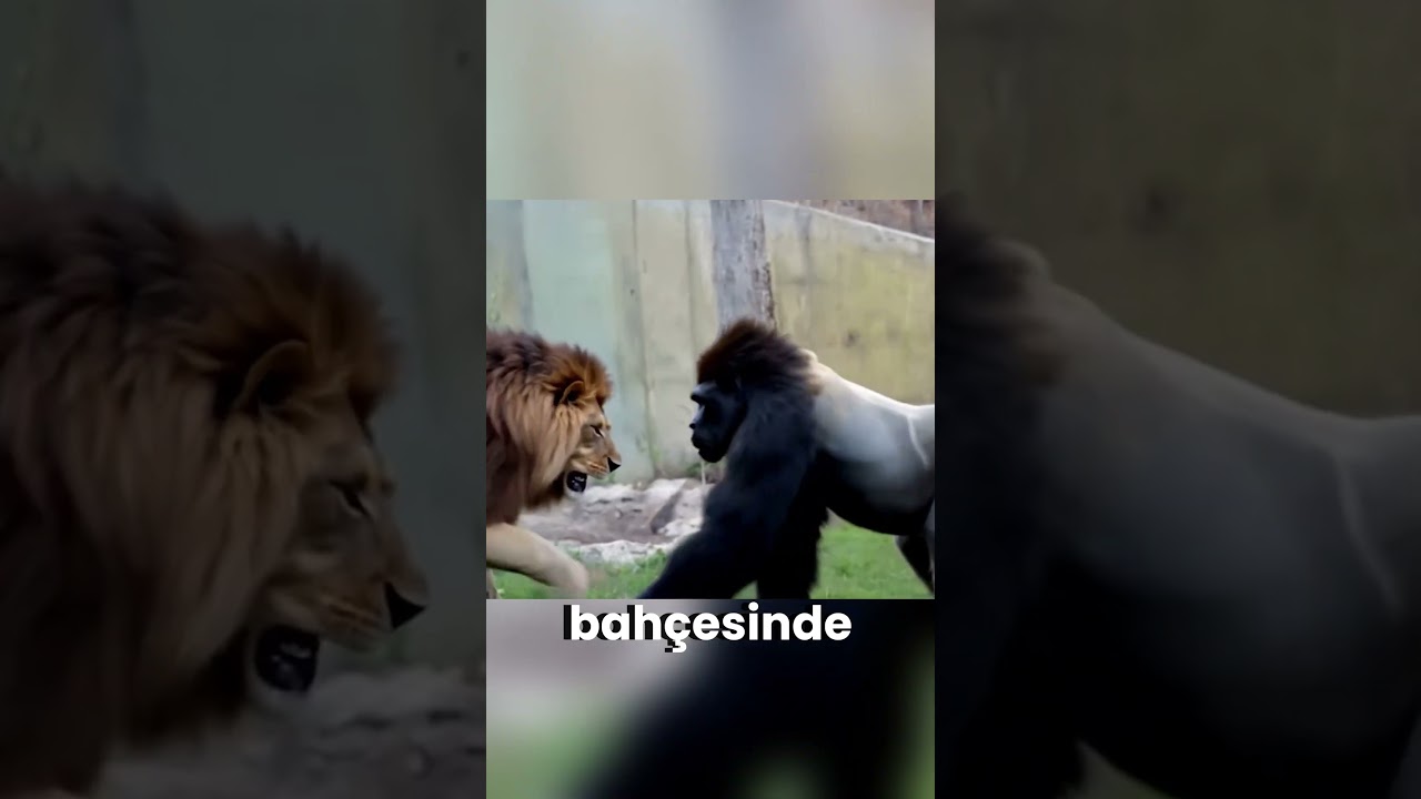 Aslan mı G&uuml;&ccedil;l&uuml;, Gorilla mı 🦁💥🦍 Epik Karşılaşma