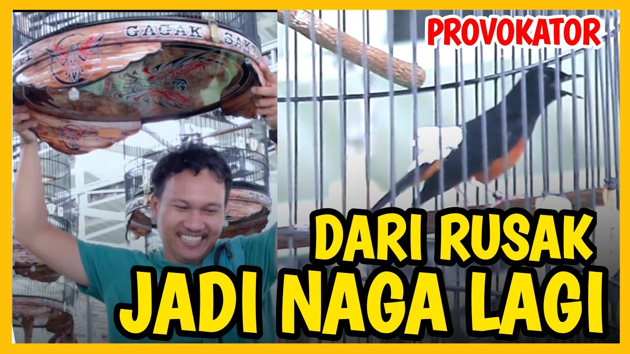 MURAI RUSAK JADI JAWARA HADIAH MOTOR ‼️ Murai Ptovokator di Ngobar SGS