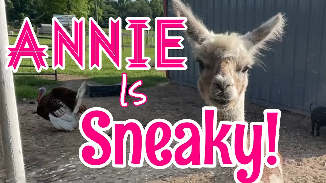 Saturday Rambles: An Evening With The Littles and Donkeys