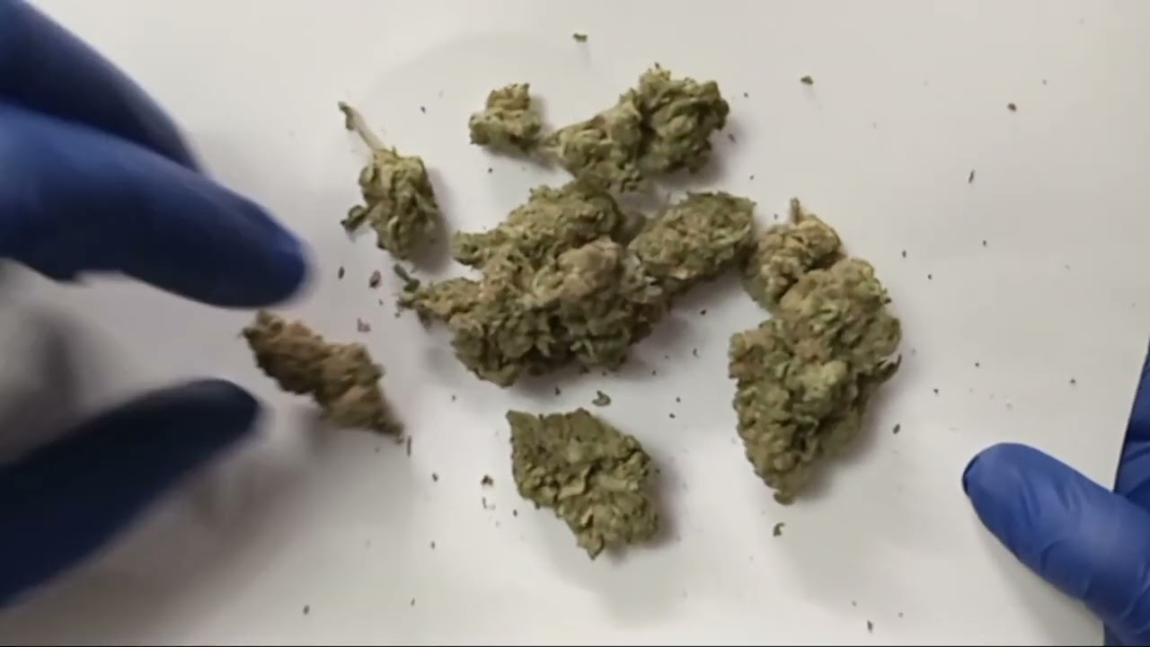 August club THCA Review.