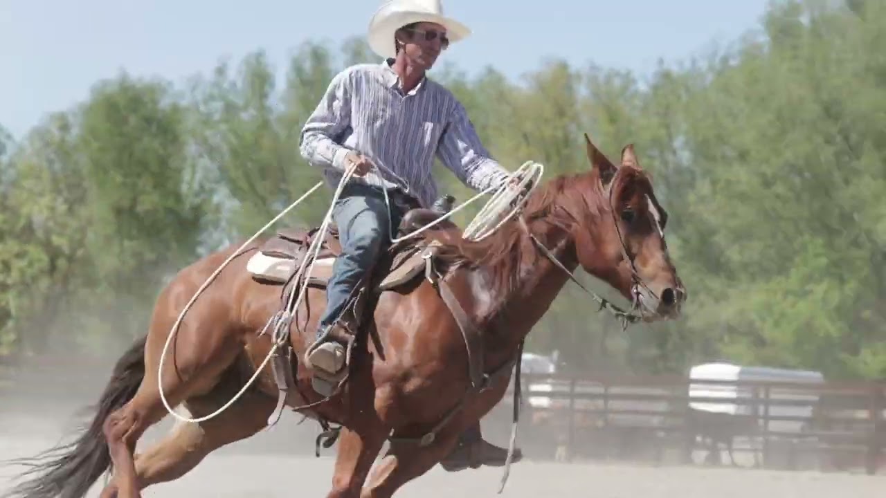 A Time to Be Smart J Arrow Livestock 2020 AQHA Gelding