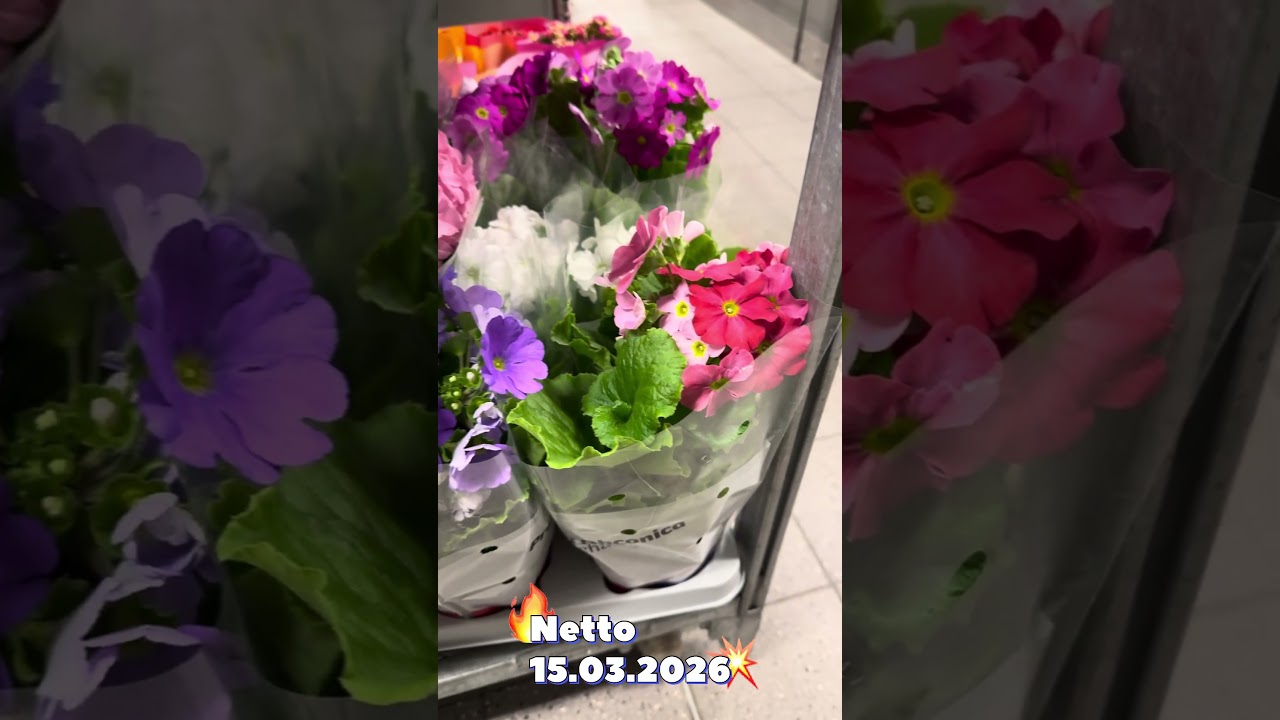 Senecio, ceropegie, cytrusy w Netto (15.03.2026) #plants #rosliny #plantlover