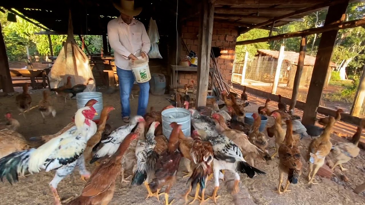 COLOCANDO COMIDA PARA GALINHAS, GANSOS E MARRECOS + RECEBIDOS DE SÃO PAULO 🙌  EDMILSON  ADORNO