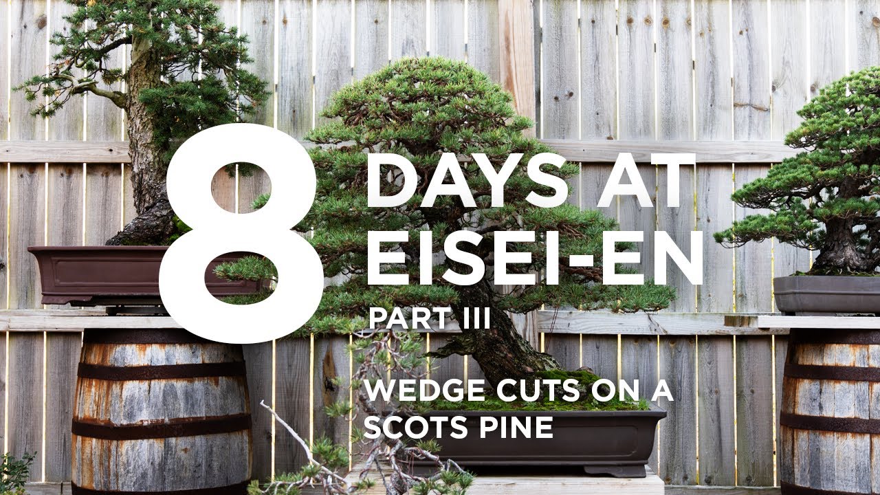 8 days at Eisei-en part III, wedge cutting branches on a Scots pine with Bjorn Bjorholm