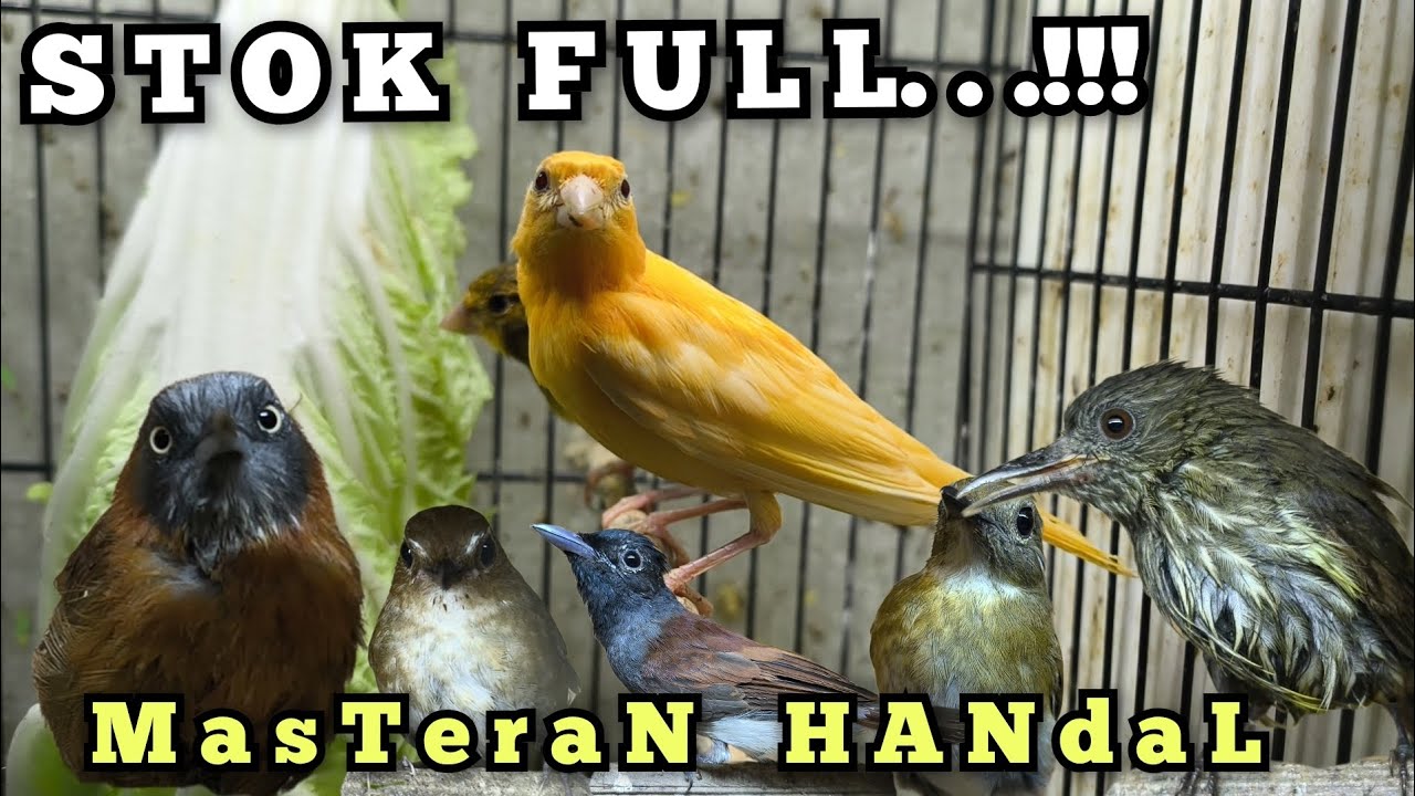 MASTERAN HANDAL‼️ STOK FULL‼️‼️