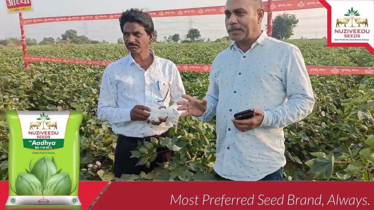 Role of Nuziveedu Seeds in “High Density Planting System” (HDPS) increase of cotton yield/acre | NSL