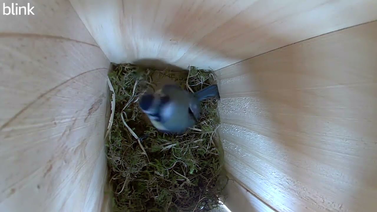 09 21 38 Nestbox 191