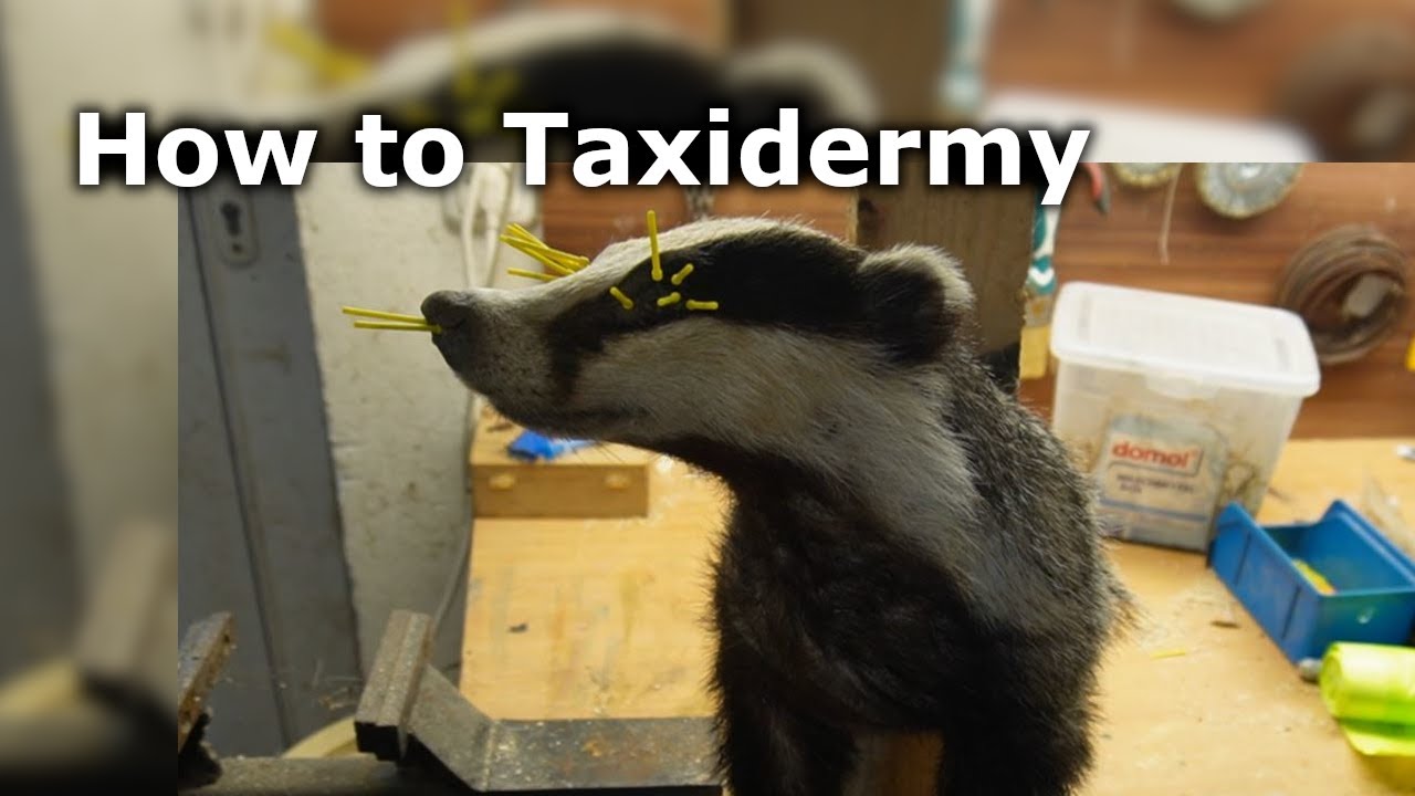 How to Taxidermy a Badger