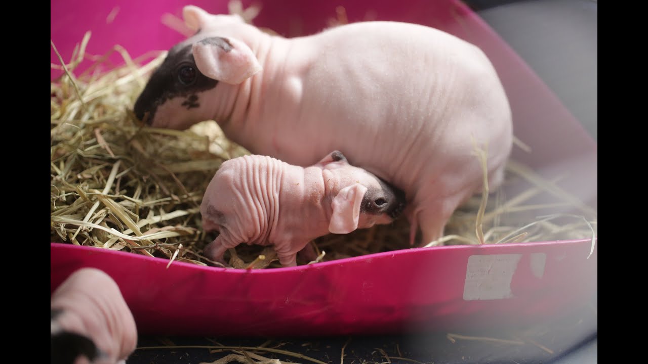 SKINNY GUINEA PIG BABIES FIRST 24 h | Guinea pigs suckling mother | drinking milk | nibbling on food