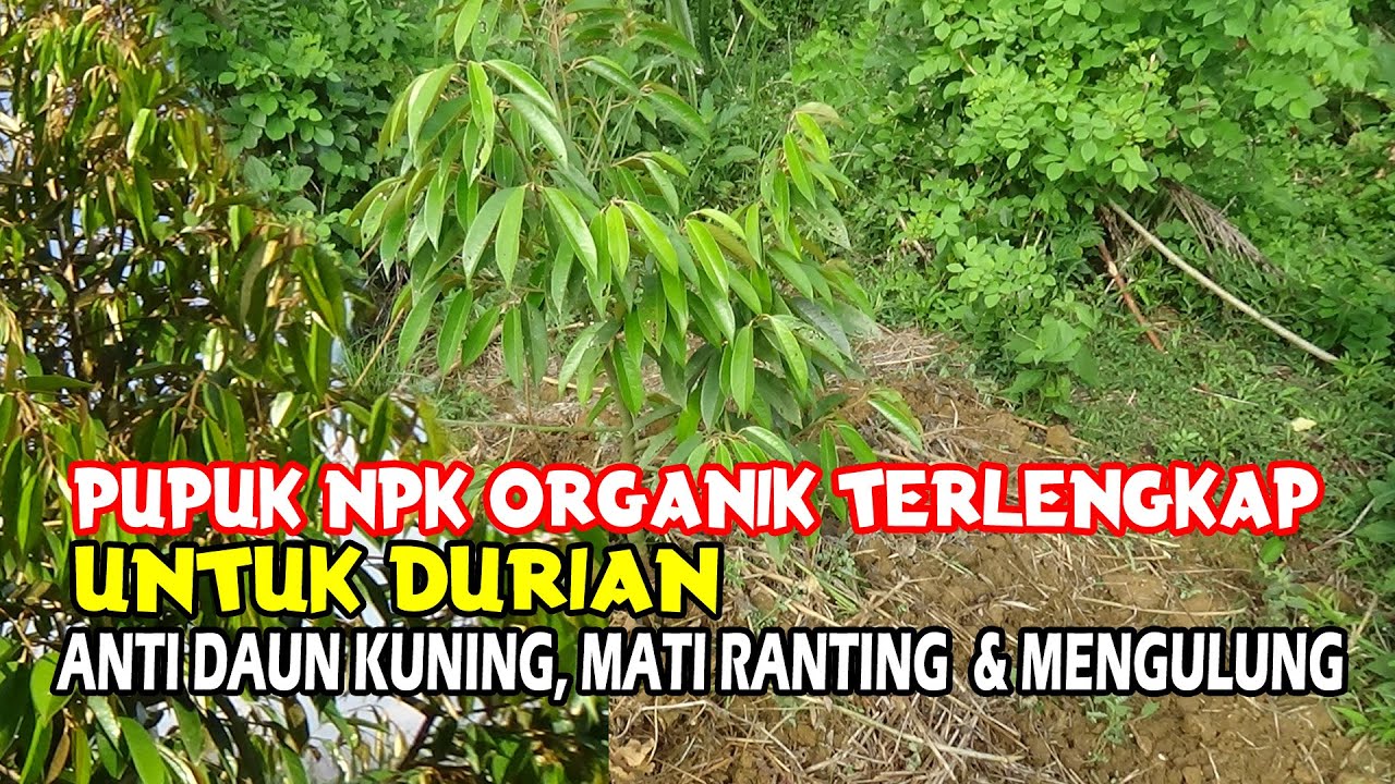Pupuk NPK Organik Terlengkap & Paling Kuat Untuk  DURIAN  Setelah Tanam Agar Subur Cepat Besar