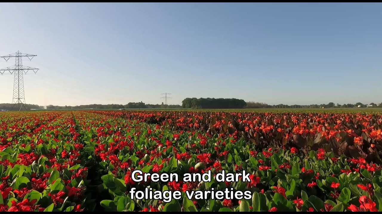 Beautiful flowering CannaSol&trade;