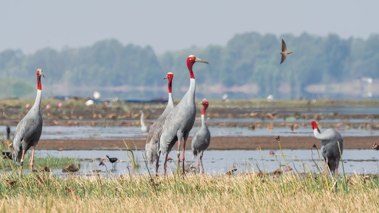 ฝูงนกกระเรียนไทย | A Flock of Eastern Sarus Cranes