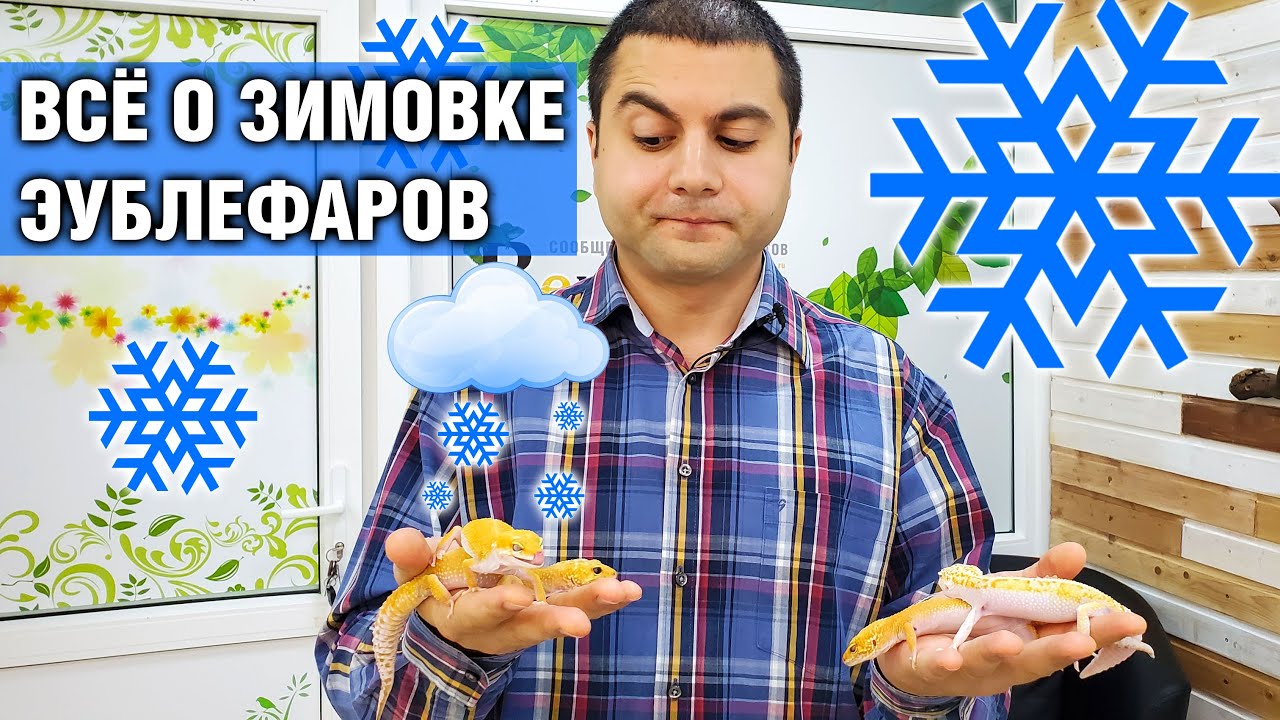 Зимовка эублефаров — Нужна или нет? Как правильно зимовать?