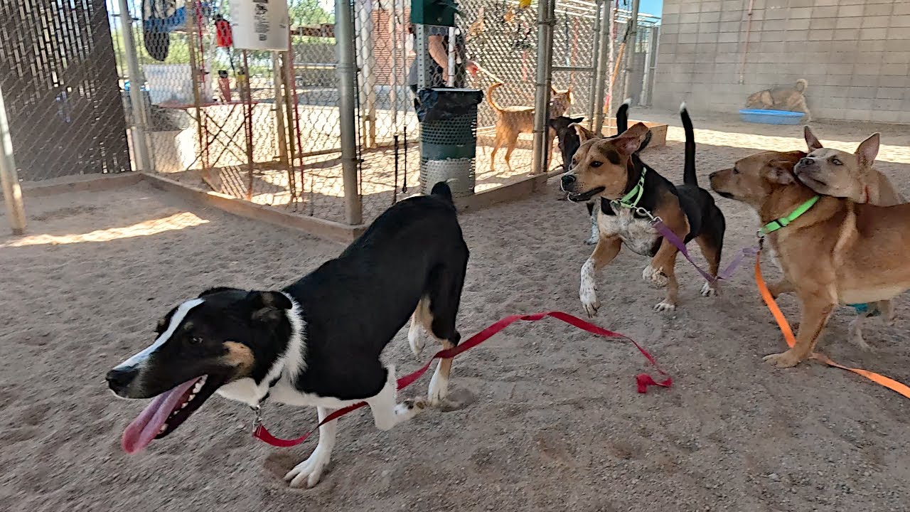 Dog TV Daycare #18