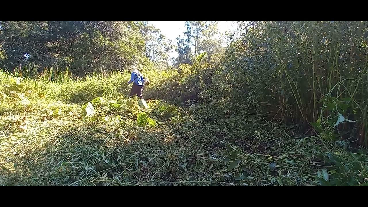 Roçando brejo alto, o final vai te surpreender