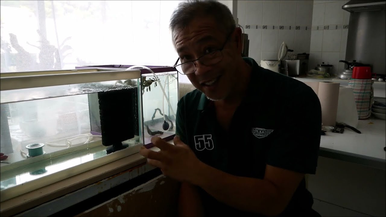 REPRODUCTION CREVETTE AMANO