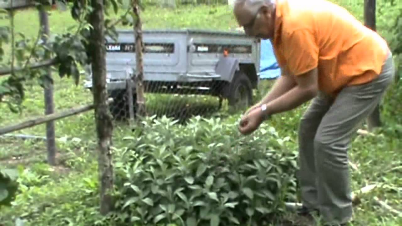 Foglie di Salvia fritte