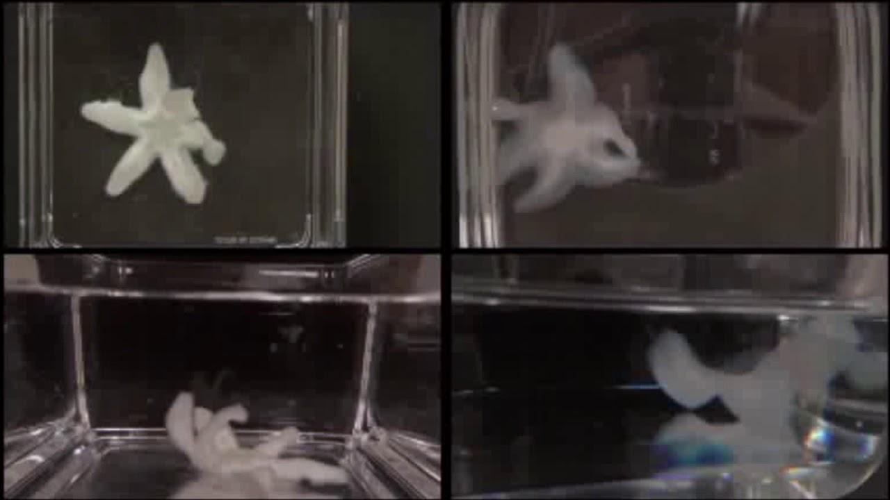 Multimaterial actinic spatial control 3D and 4D printing