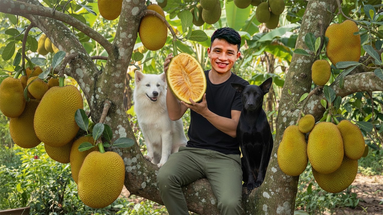 Harvesting Jackfruit Goes to Market to Sell | Farm Care & Cooking | Young CEO with Tom and Lu