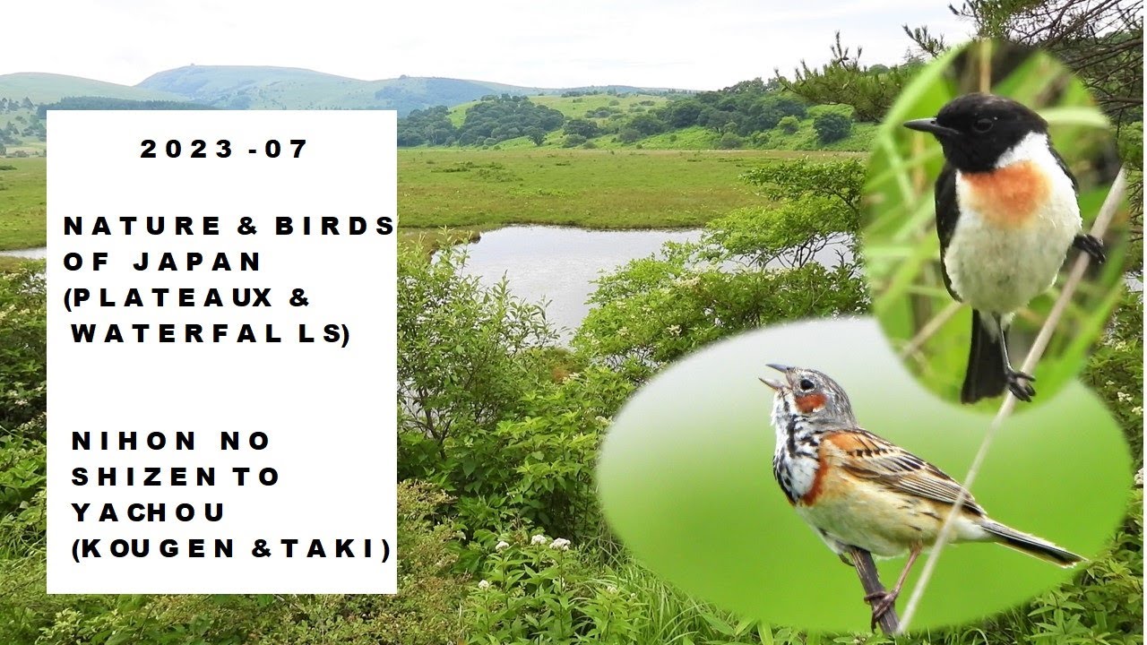 2023   07 Nature & Birds of Japan Plateaux & Waterfalls
