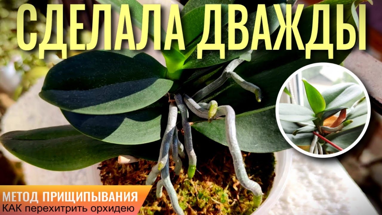 ❗️МЕТОД ПРИЩИПЫВАНИЯ! СУХАЯ ГНИЛЬ СТВОЛА ОРХИДЕИ!  НЕ ОЖИДАЛА, ЧТО СДЕЛАЮ ЭТО ДВАЖДЫ С ОРХИДЕЕЙ❗️