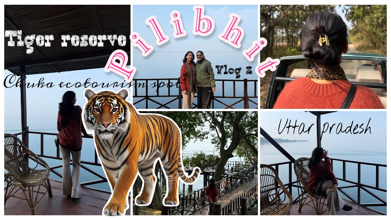 Pilibhit tiger reserve tiger 🐅 || chuka beach || Uttar Pradesh ✨ jungle safari