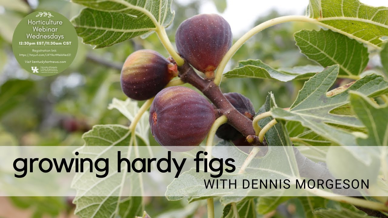 Growing Hardy Figs