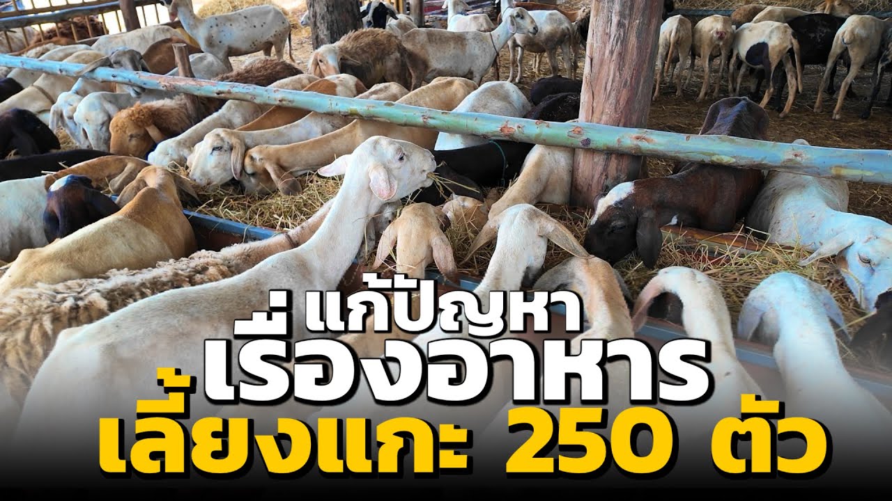 เลี้ยงแกะ 250 ตัว ใช้อาหารแบบนี้‼️