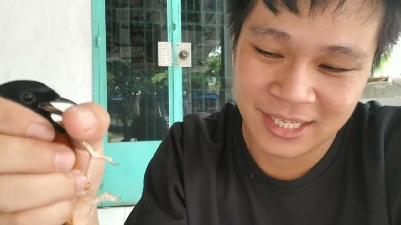 Cách Vào Lửa Cho Chim Chích Chòe Lửa Khi Vừa Thay Lông Mới