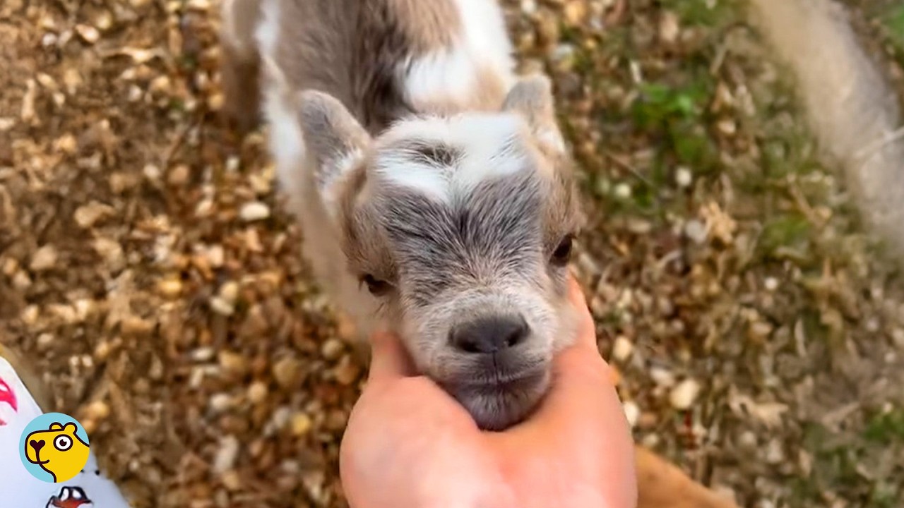 Baby Goat Raised By Dogs Finally Met His True Herd