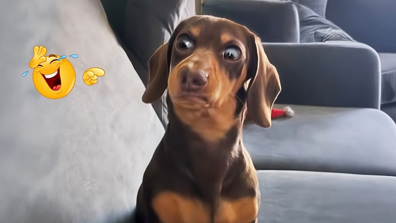 These Dog Videos of the Year Will Make You Laugh Way Too Hard 😂🐶