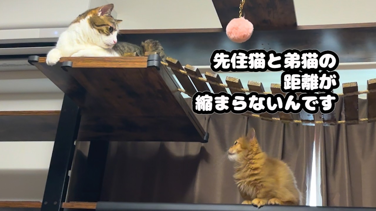 多頭飼い生活で先住猫と弟猫たちの距離が縮まらないんです