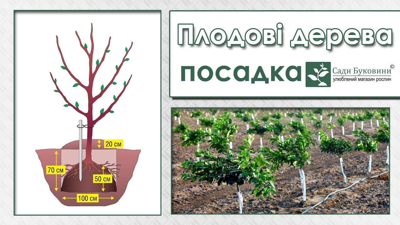 Посадка плодовых деревьев, колоновидных и обыкновенных. Как садить плодовые деревья.