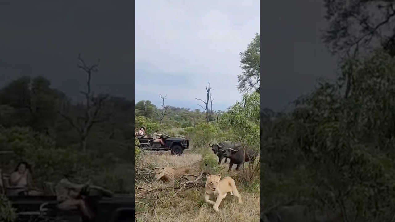Kambula pride vs a herd of buffalo 🤠 #lion #buffalo #safari