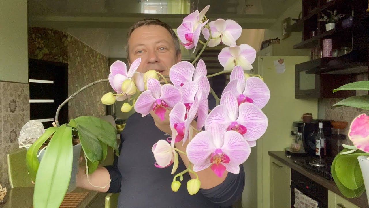 ОРХИДЕИ и ТОРФЯНОЙ стакан / уход за орхидеей до и после пересадки, полив фаленопсиса