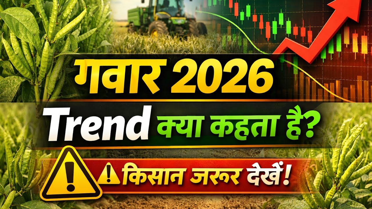 ग्वार भाव 2026 | तेजी आएगी या गिरावट? | पूरा विश्लेषण#viral 