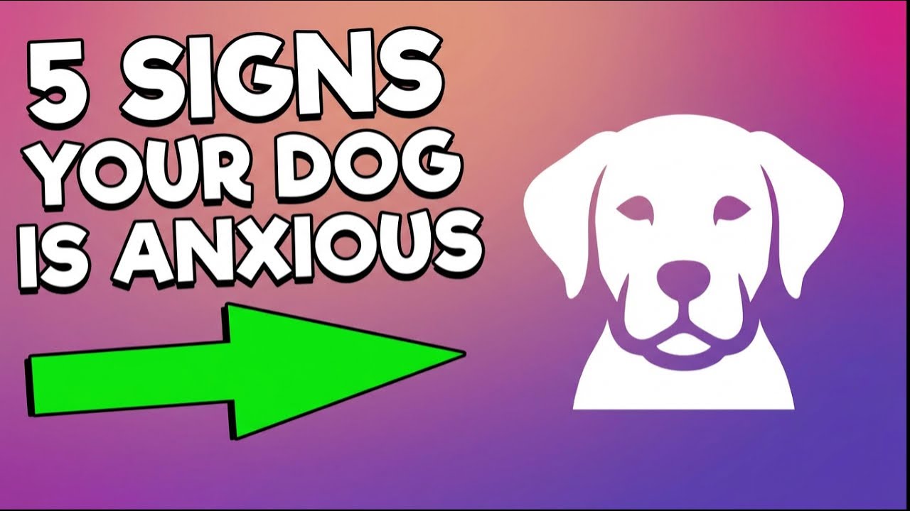 Тревожность у собак: признаки и как помочь 💔🐶